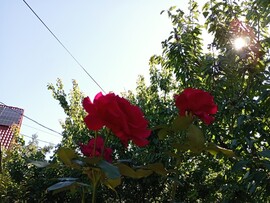 Tárnok