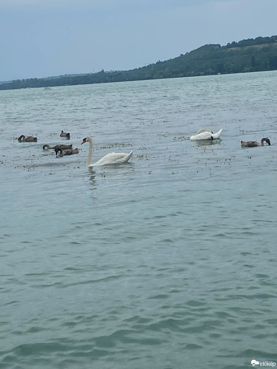 Balatonaliga