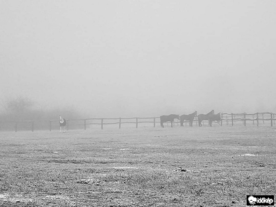 Lovak a ködös reggelen