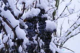 A tőkén maradt szőlőnk, 2018. december